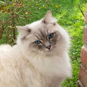 chaton Ragdoll blue tabby point mitted RADJA L'Eden du Gival