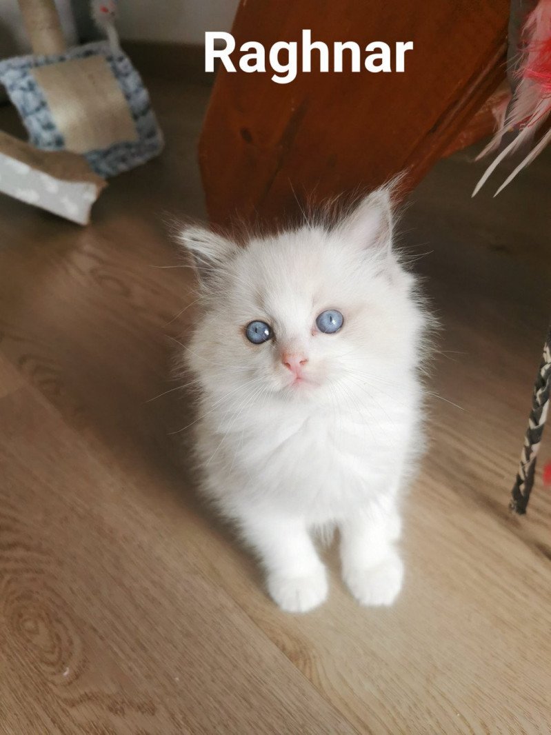 RAGHNAR L'Eden du Gival Mâle Ragdoll