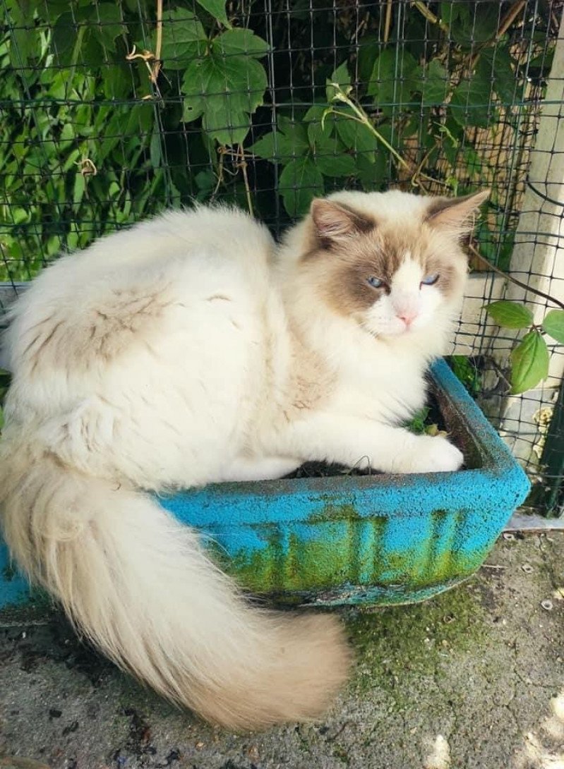 RAGHNAR L'Eden du Gival Mâle Ragdoll