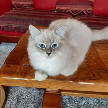 chaton Ragdoll blue tabby mink mitted RAMSES L'Eden du Gival