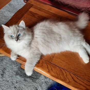 chaton Ragdoll blue tabby mink mitted RAMSES L'Eden du Gival