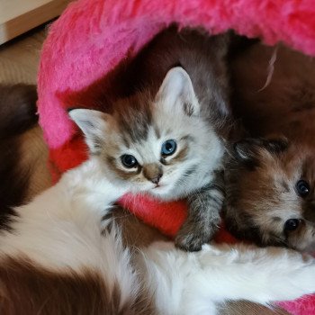 chaton Ragdoll seal tabby mink RAOUL L'Eden du Gival