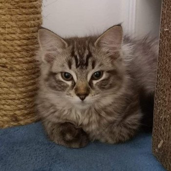 chaton Ragdoll seal tabby mink RAOUL L'Eden du Gival