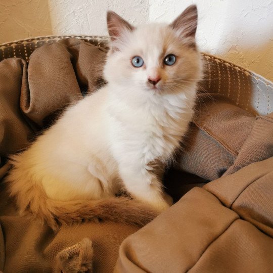 RAVEN L'Eden du Gival Femelle Ragdoll