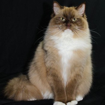 chat Ragdoll chocolate sepia mitted REBELLE Les Ragdolls De L'Eden du Gival