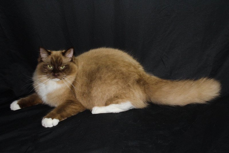 REBELLE L'Eden du Gival Femelle Ragdoll