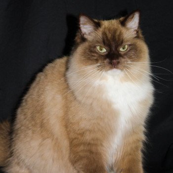 chat Ragdoll chocolate sepia mitted REBELLE Les Ragdolls De L'Eden du Gival