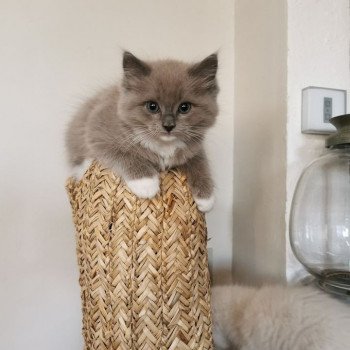 chaton Ragdoll blue sepia mitted REGLISSE L'Eden du Gival