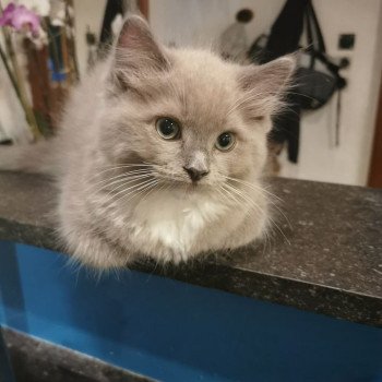 chaton Ragdoll blue sepia mitted REGLISSE L'Eden du Gival