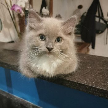 chaton Ragdoll blue sepia mitted REGLISSE L'Eden du Gival