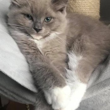 chaton Ragdoll blue sepia mitted REGLISSE L'Eden du Gival