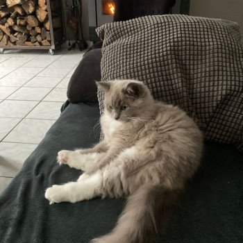 chaton Ragdoll blue sepia mitted REGLISSE L'Eden du Gival