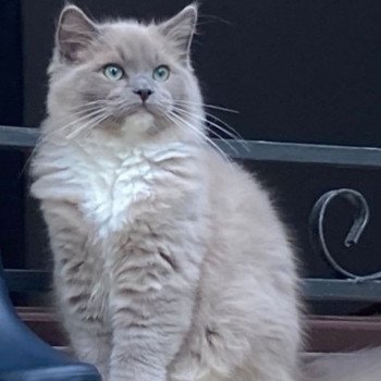 chaton Ragdoll blue sepia mitted REGLISSE L'Eden du Gival