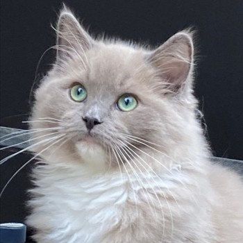 chaton Ragdoll blue sepia mitted REGLISSE L'Eden du Gival