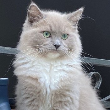 chaton Ragdoll blue sepia mitted REGLISSE L'Eden du Gival