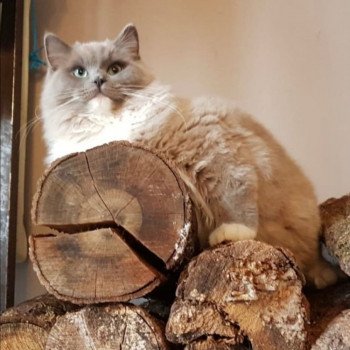 chaton Ragdoll blue sepia mitted REGLISSE L'Eden du Gival