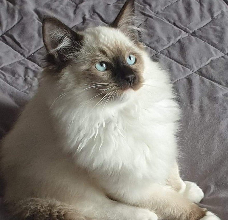 REGLYS Femelle Ragdoll