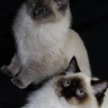 chat Ragdoll seal point mitted REGLYS Les Ragdolls De L'Eden du Gival