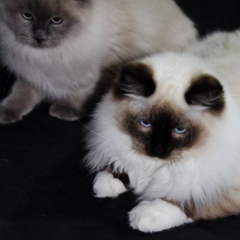 chat Ragdoll seal point mitted REGLYS Les Ragdolls De L'Eden du Gival