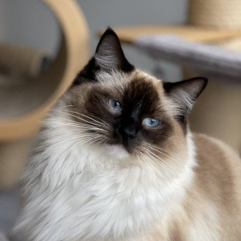 chat Ragdoll seal point mitted REGLYS L'Eden du Gival