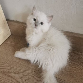 chaton Ragdoll lilac mink REINE CHIBI L'Eden du Gival