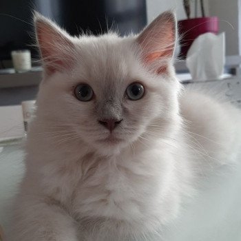 chaton Ragdoll lilac mink REINE CHIBI L'Eden du Gival