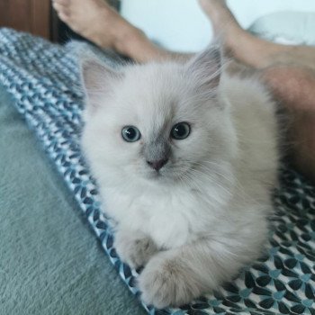 chaton Ragdoll lilac mink REINE CHIBI L'Eden du Gival