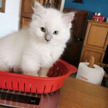 chaton Ragdoll lilac mink REINE CHIBI L'Eden du Gival