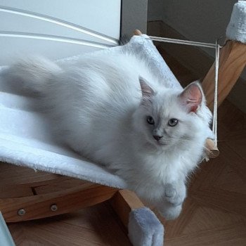 chaton Ragdoll lilac mink REINE CHIBI L'Eden du Gival