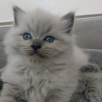 chat Ragdoll blue mink REVE L'Eden du Gival