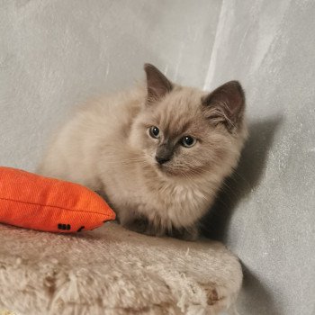 chat Ragdoll blue mink REVE L'Eden du Gival