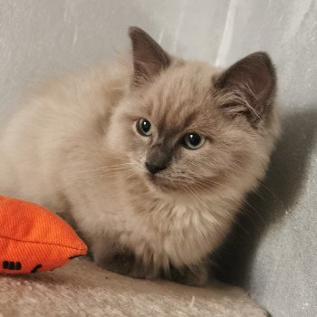 chat Ragdoll blue mink REVE L'Eden du Gival