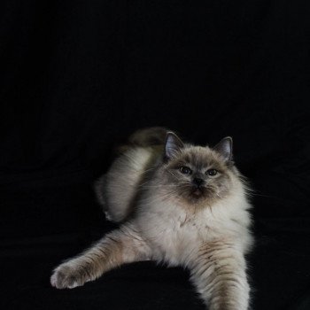 chat Ragdoll blue mink REVE Les Ragdolls De L'Eden du Gival