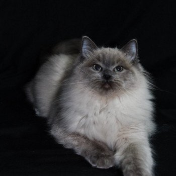 chat Ragdoll blue mink REVE Les Ragdolls De L'Eden du Gival