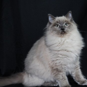 chat Ragdoll blue mink REVE Les Ragdolls De L'Eden du Gival