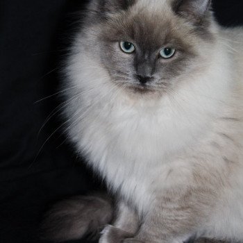 chat Ragdoll blue mink REVE Les Ragdolls De L'Eden du Gival