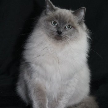 chat Ragdoll blue mink REVE Les Ragdolls De L'Eden du Gival