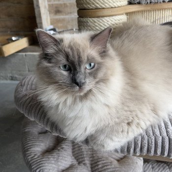 chat Ragdoll blue mink REVE Les Ragdolls De L'Eden du Gival