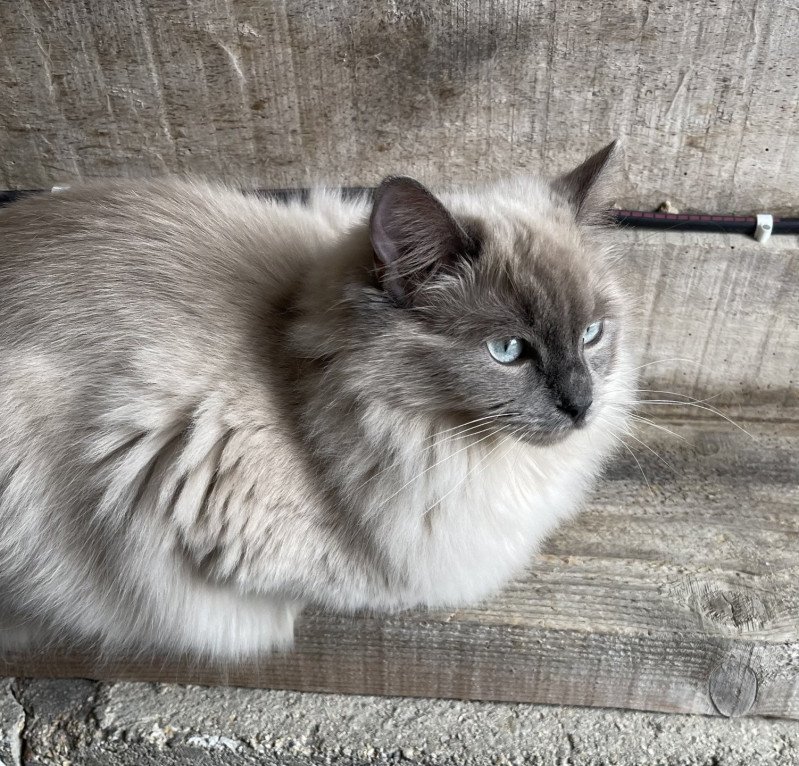 REVE Femelle Ragdoll