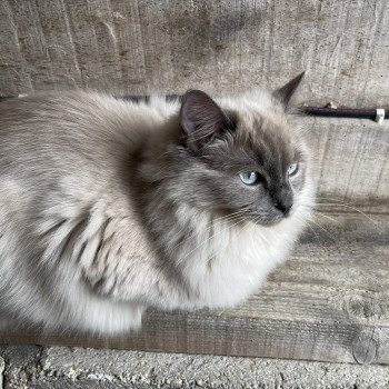 chat Ragdoll blue mink REVE Les Ragdolls De L'Eden du Gival