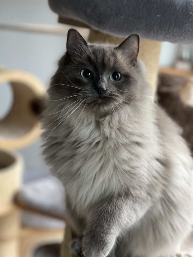 REVE Femelle Ragdoll