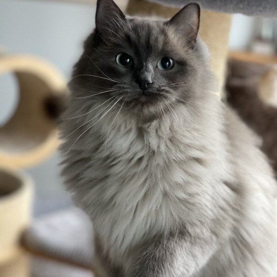 REVE Femelle Ragdoll