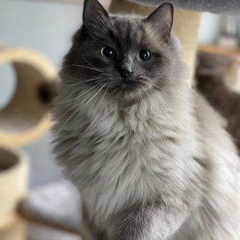 chat Ragdoll blue mink REVE L'Eden du Gival