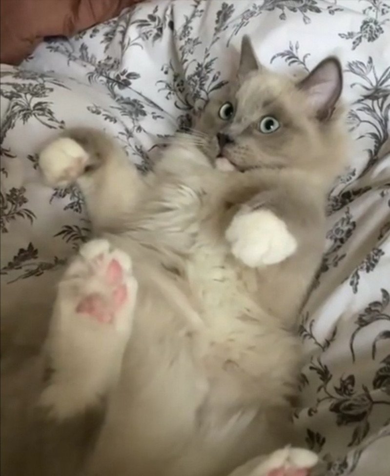 RILEY L'Eden du Gival Mâle Ragdoll