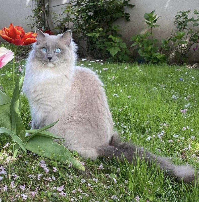 RILEY L'Eden du Gival Mâle Ragdoll