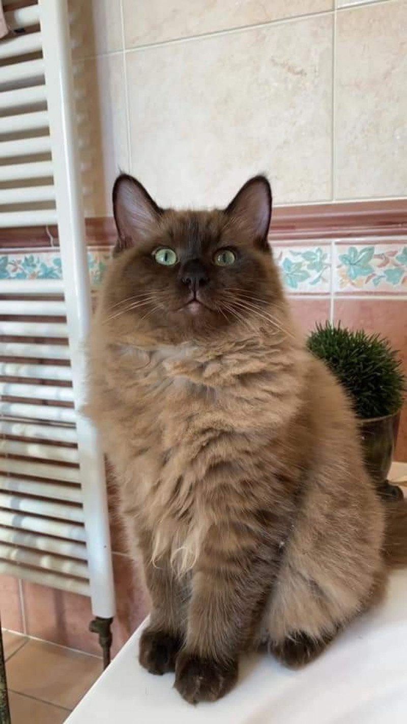 ROMEO L'Eden du Gival Mâle Ragdoll