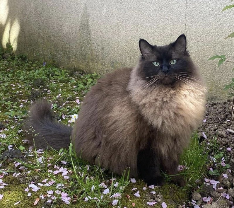 ROMEO L'Eden du Gival Mâle Ragdoll