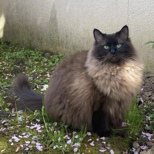 ROMEO L'Eden du Gival Mâle Ragdoll