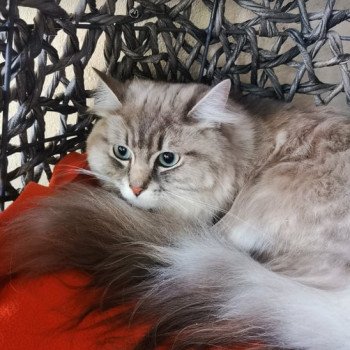 chat Ragdoll blue blotched tabby mink mitted ROMY Les Ragdolls De L'Eden du Gival