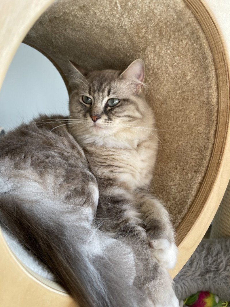 ROMY Femelle Ragdoll